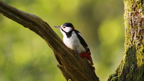 The black and white plumage of a great spotted woodpecker sat on a tree branch in a woodland